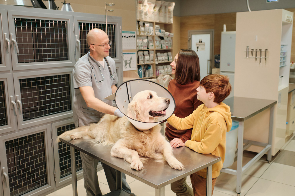 marketing digital para veterinarias en uruguay